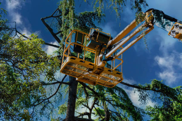 Best Tree Risk Assessment  in Ontario, CA